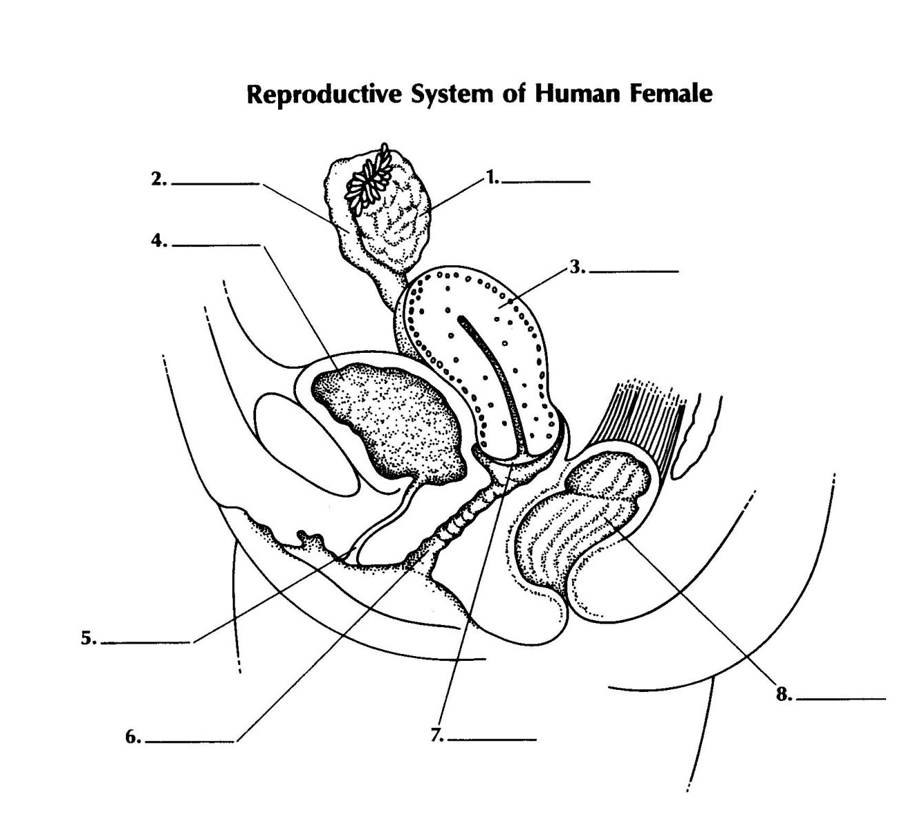 Reproductive System Of Female - ProProfs Quiz